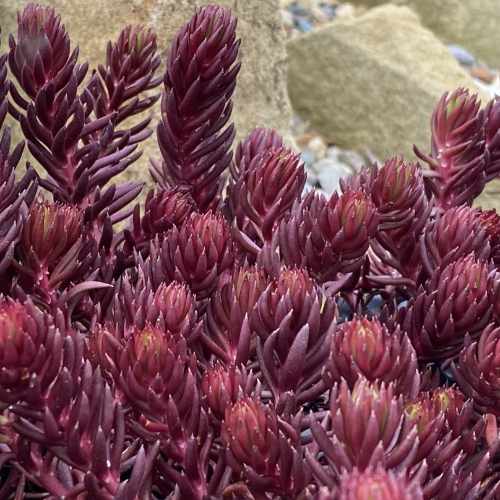 Tight & Tidy™ Red Angelina Stonecrop